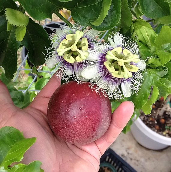 Passion Fruit/Flower