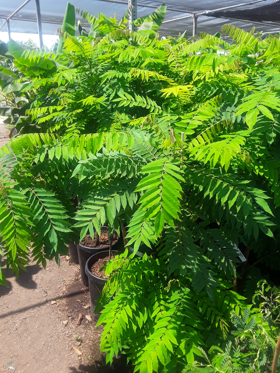 Red Spanish/Hog Plum, Ciruela, Jocote Rojo, Mombin Tree 2 to 3 Feet