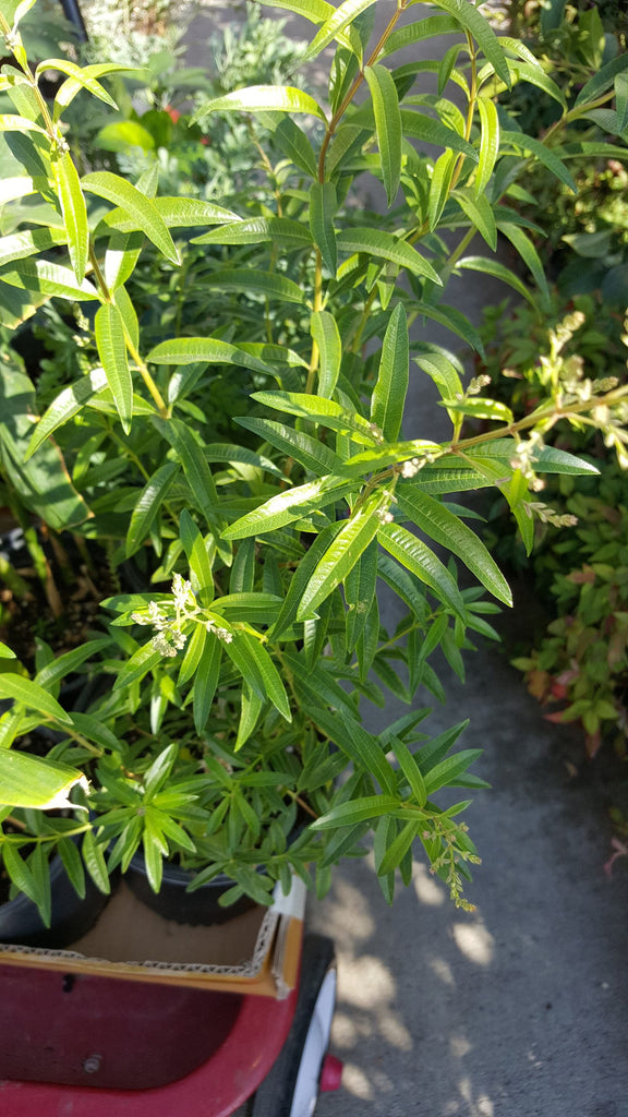 Lemon Verbena - Aloysia triphylla  - 1 Feet Tall - Ship in 6" Pot