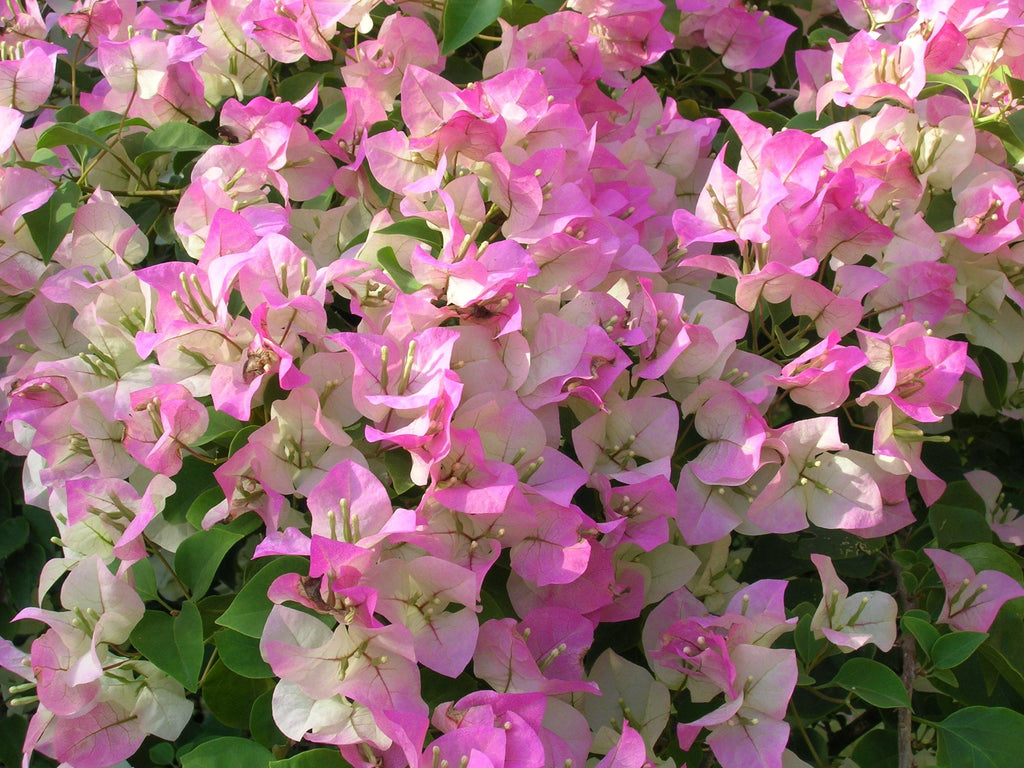 Pink and White Bougainvillea - 2 to 3 Feet Tall - Ship in 3 Gal Pot