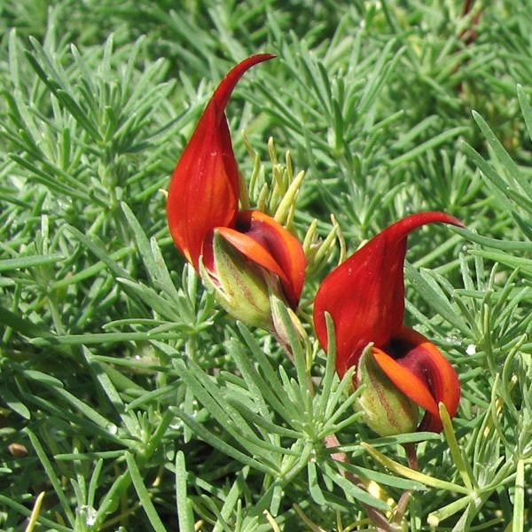 Parrot's Beak - Lotus berthelotii - 1 Plants - Ship in 6"Pot