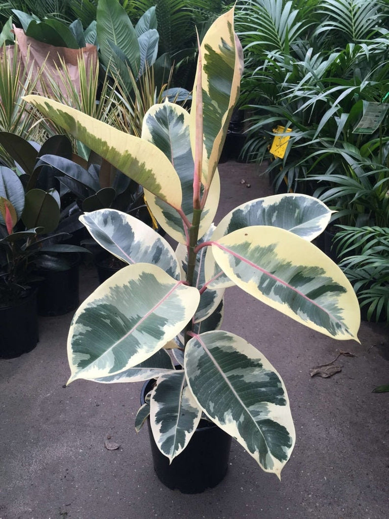 Ficus Tineke  - 1  Plant - 2 to 3  Feet Tall - Ship in 3 Gal Pot