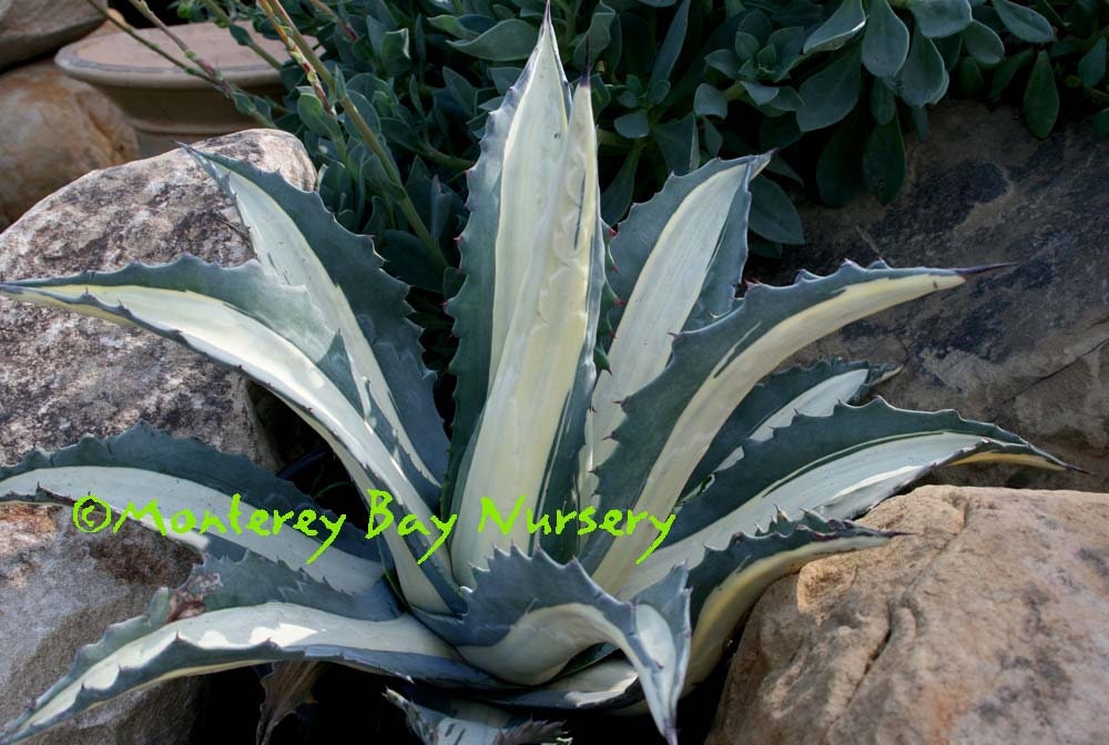 Agave 'Mediopicta Alba' - 4" to 6" Tall - Ship in 6"Pot