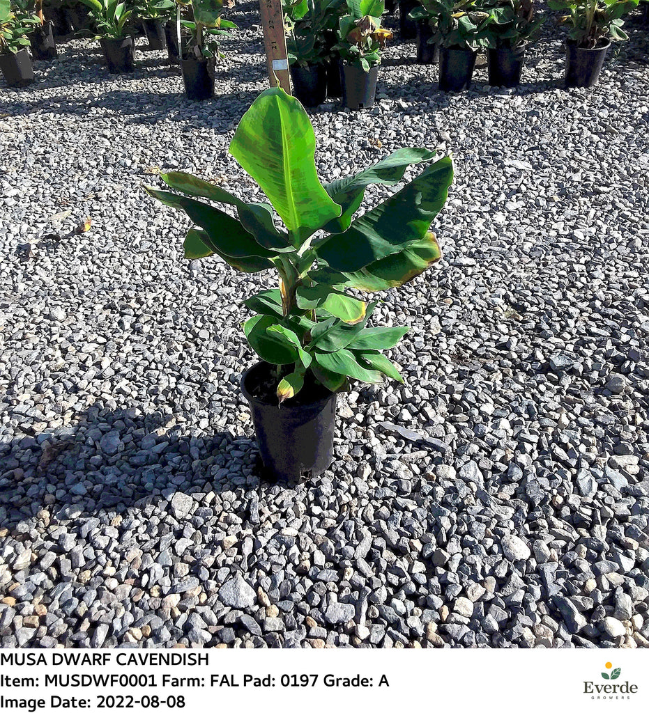 Cavendish banana (Musa acuminata ‘Dwarf Cavendish’) - 1 Plants - 1  Feet Fall -  Ship in 1 Gal Pot
