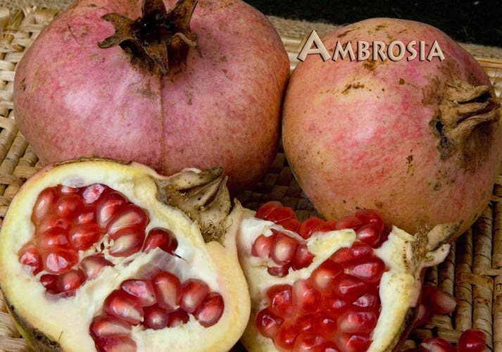 Ambrosia Pomegranate - 2 to 3 Feet Tall - Ship in 3 Gal Pot