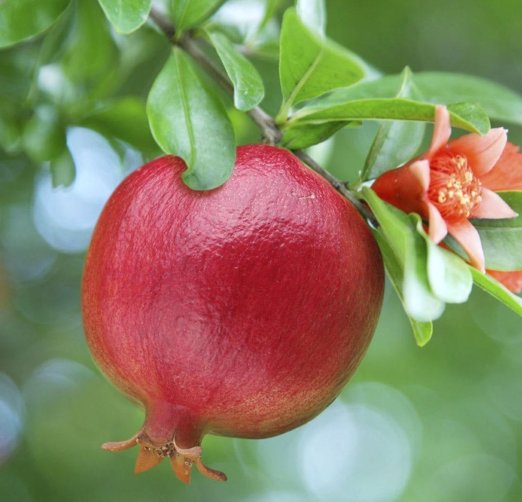 Pomegranate (Wonderful) Fruit Tree - 2 to 3 Feet  Tall  - Air Layered Plant