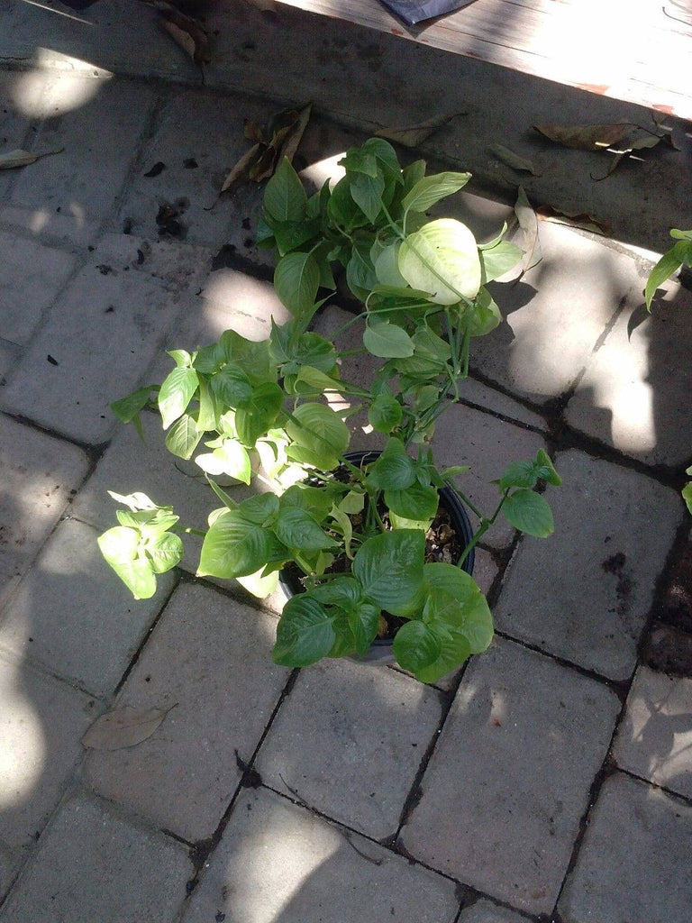 Magenta Leaf Plant Lá Cẩm  - 1 Starter Plants - 6" Tall - Ship in 3" Pot