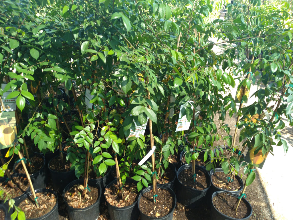 Carambola/Star Fruit Kari tree - 3 Gallon - 3 to 4 Feet Tall