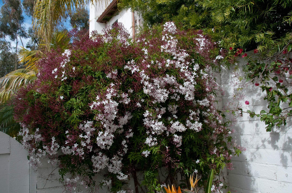 Pink Jasmine - Jasminum polyanthum - 1 Plants - 2  Feet Tall - Ship in 6" Pot