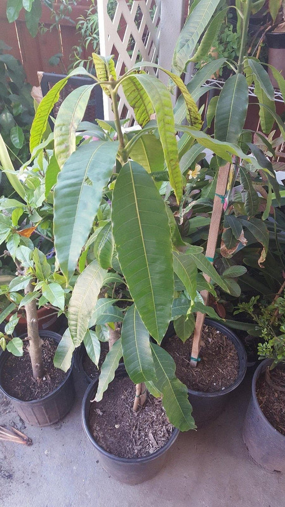 Nam Doc Mai Mango Tree  - Thai Mango - 2 to 3  Feet Tall -  Ship in 3 Gal Pot