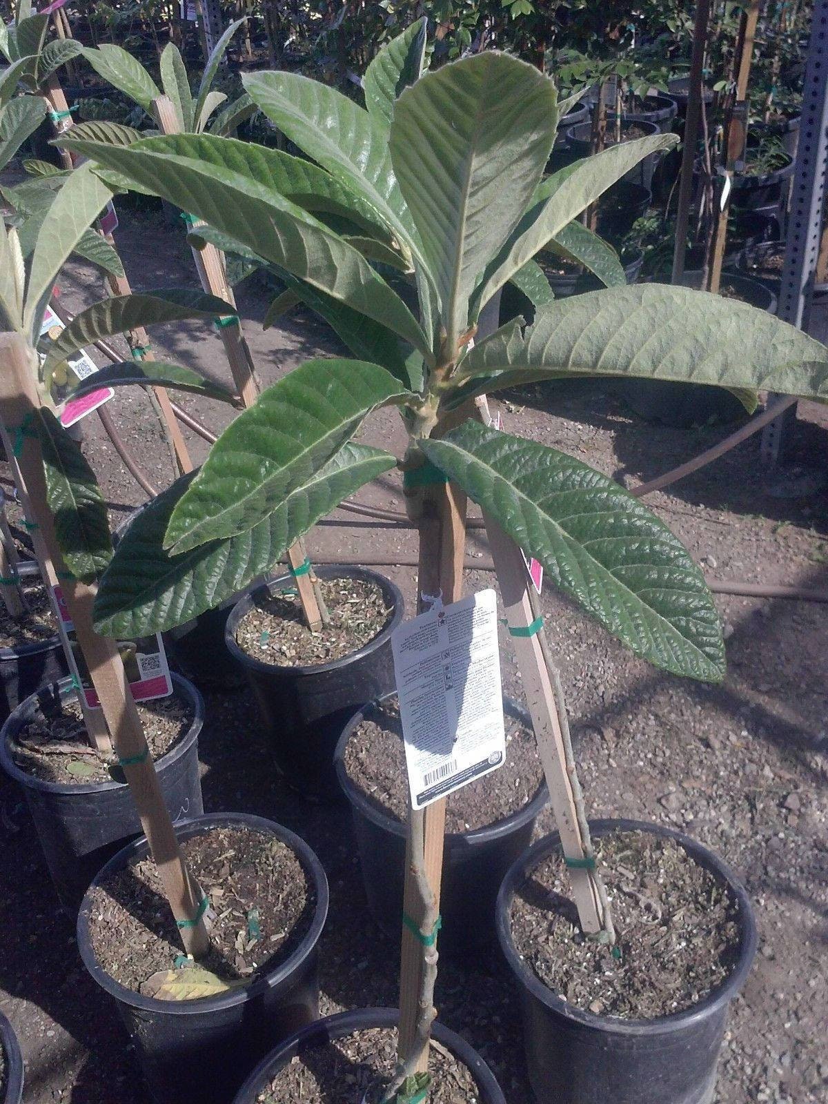 bonsai loquat tree Big Jim Loquat - Grafted Tree - 2 Feet Tall