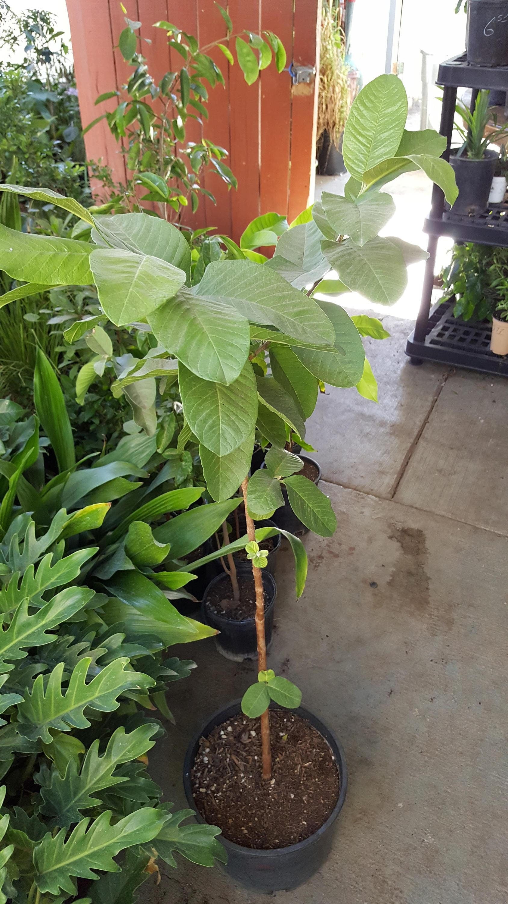 guava plant in pot Taiwan Guava - 2 to 3 Feet Tall