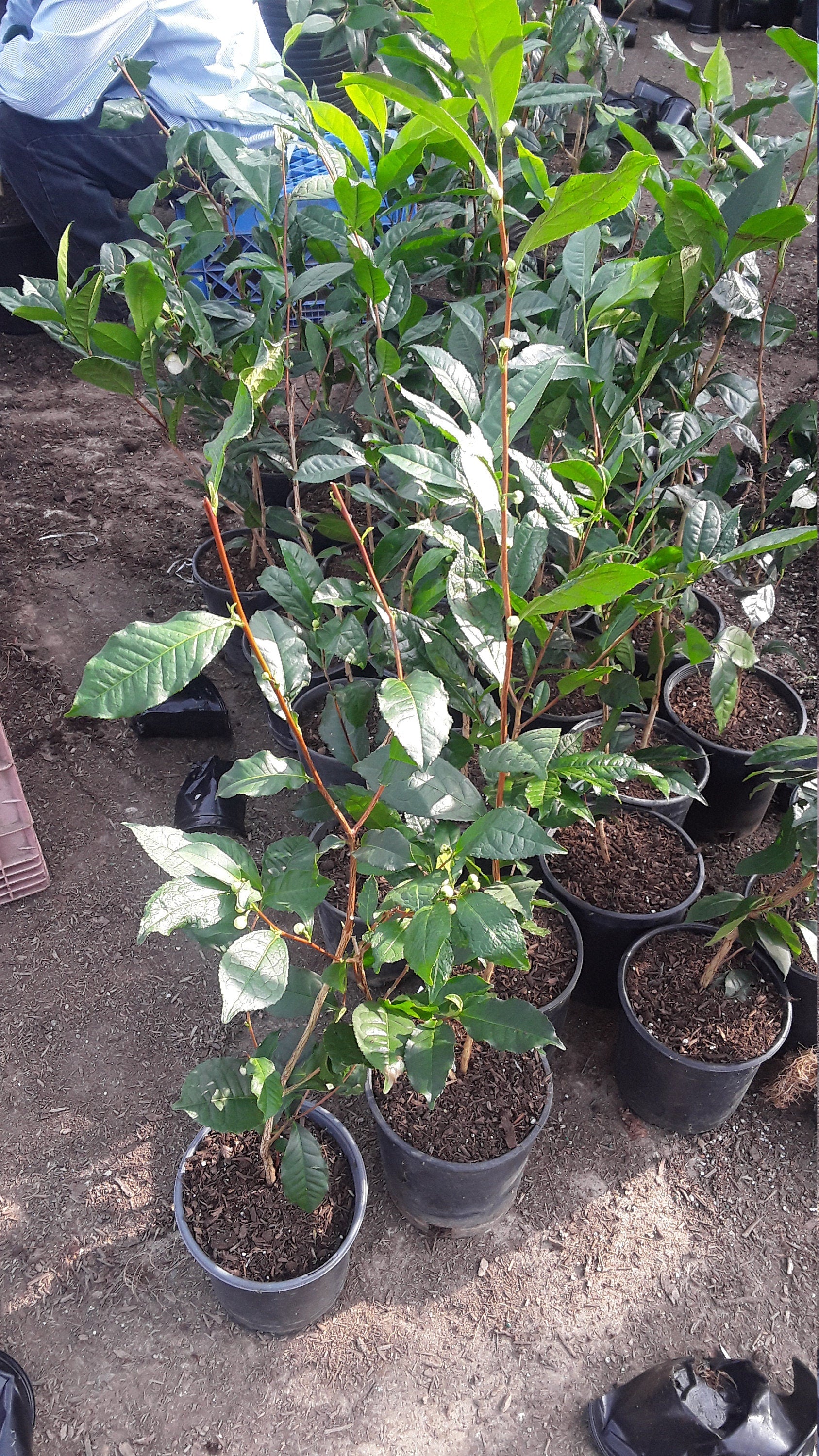 potted tea plant Tea (Camellia sinensis) - 1 Plants- 1 Feet Tall