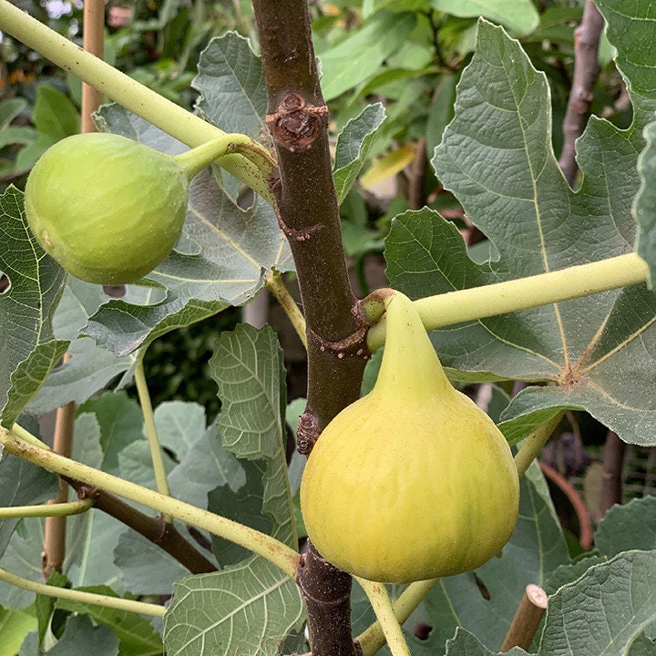 Fig  Yellow Long Neck- 1 Plants - 1  Feet Fall -  Ship in 6" Pot