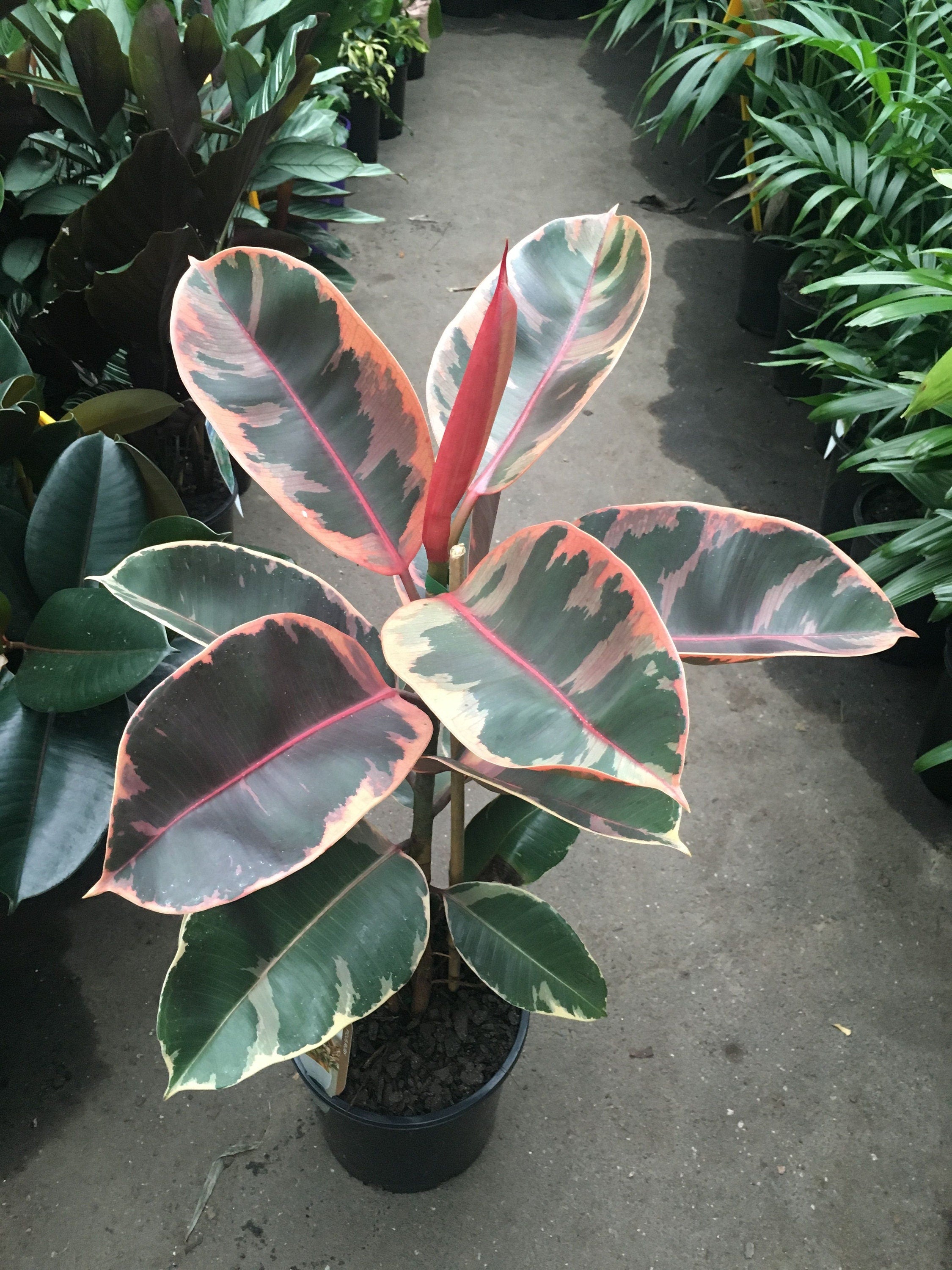 ruby red rubber tree Ficus Elastica 'Red Ruby' - 1 Plant - 2 to 3 Feet Tall