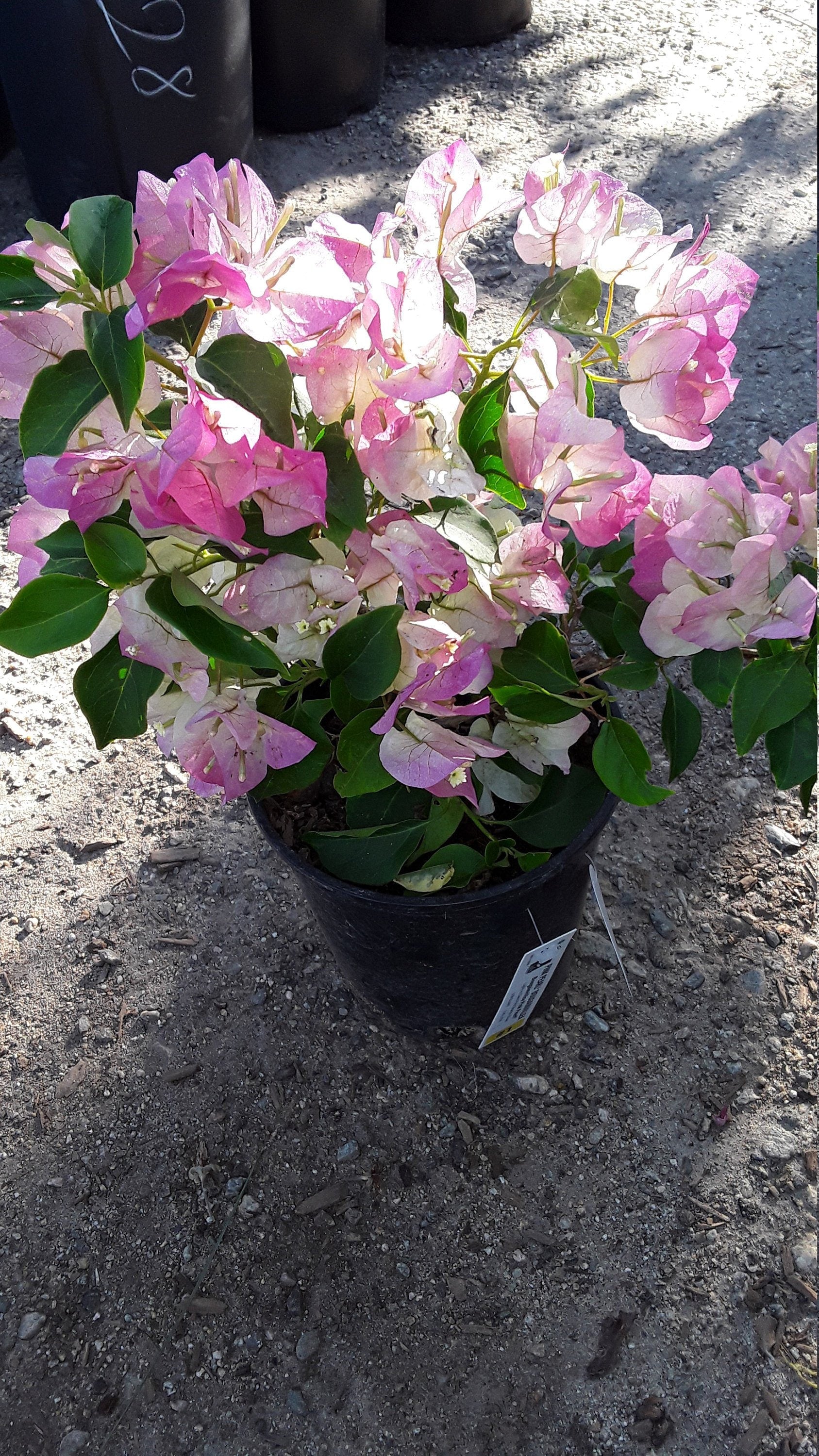 pink and white plant pot Pink and White Bougainvillea - 1 Plant - 1 Feet Tall