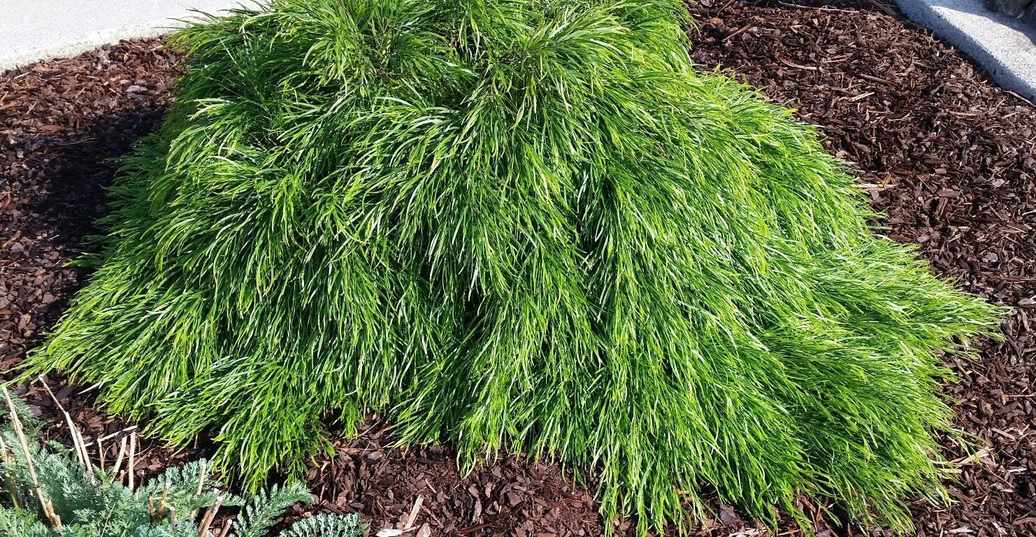 cousin it plant in pot Cousin Itt Little River Wattle - 4" to 6" Tall