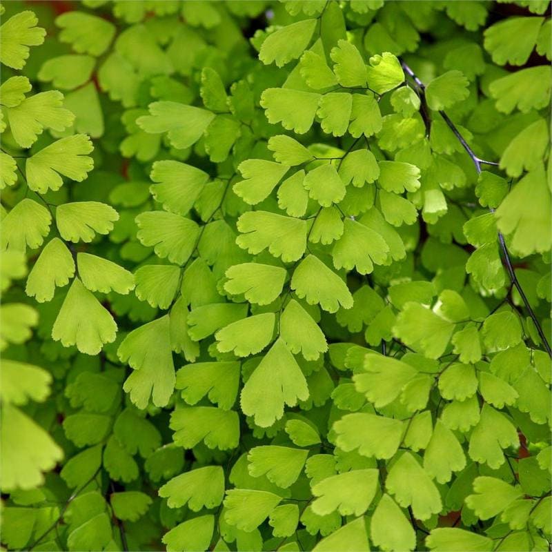 Southern maidenhair Fern - 1 Plants  - 6" to 10"Long  - Ship in 3" Pot