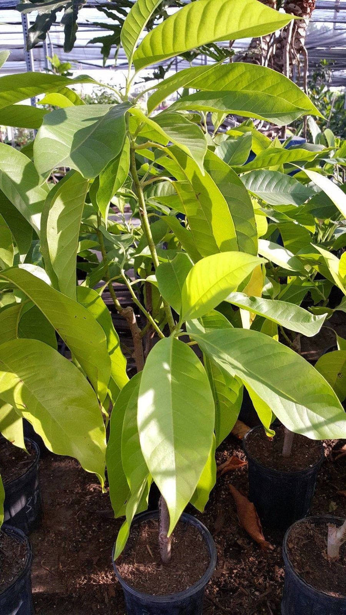 White Champaca - 3 Feet Tall - Air layered Tree - Bigger Trunk – Mimosa ...