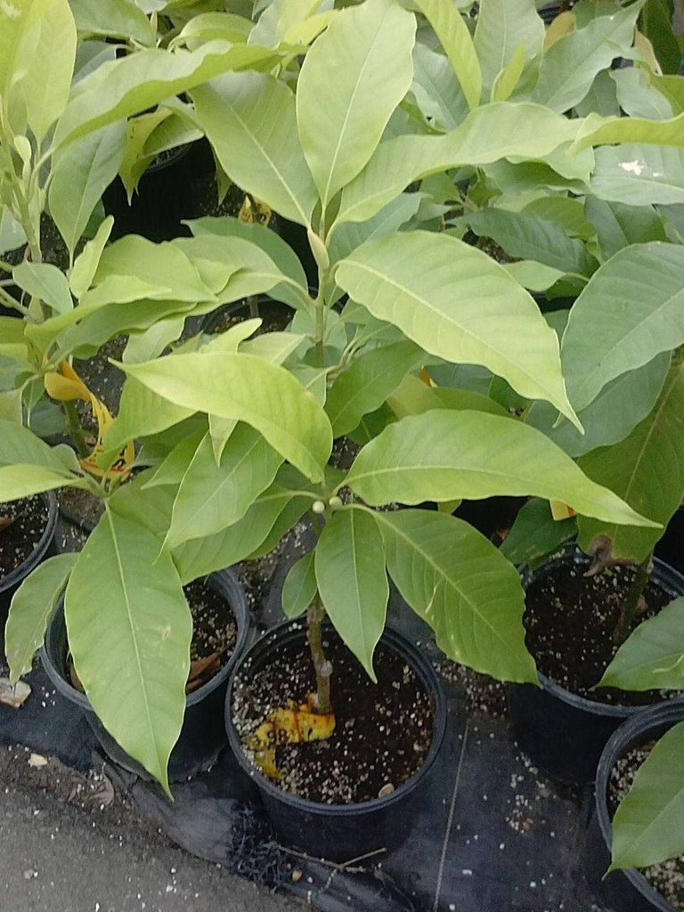 Champaca Tree High White Champaca - 2 Feet Tall - Air layered Tree - Ship in 3 Gal Pot ...