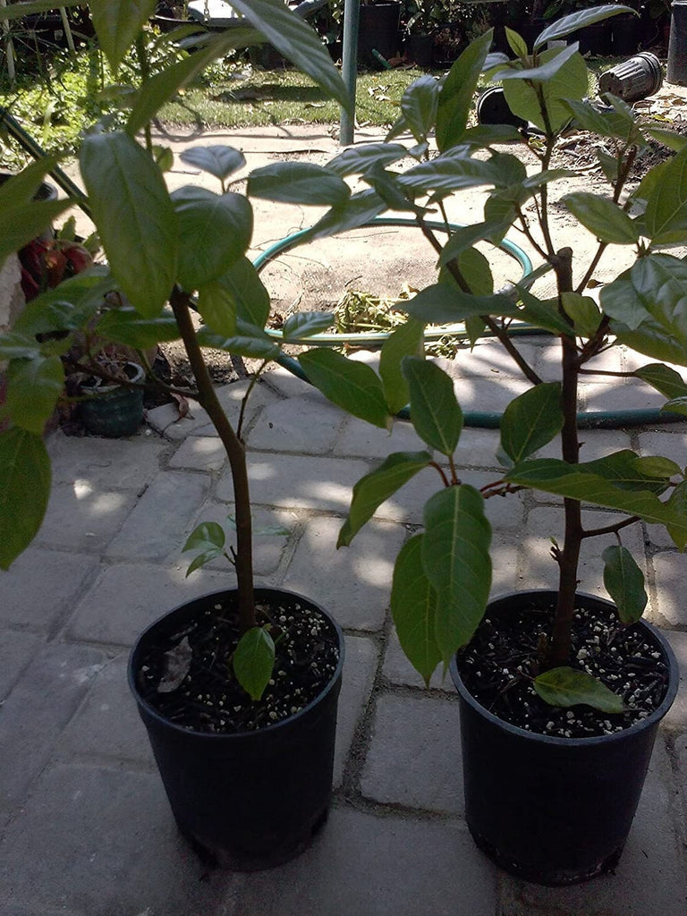 Ficus racemosa - cluster fig tree - cây sung - 1 plant - 1  feet tall - ship in 1 gal pot