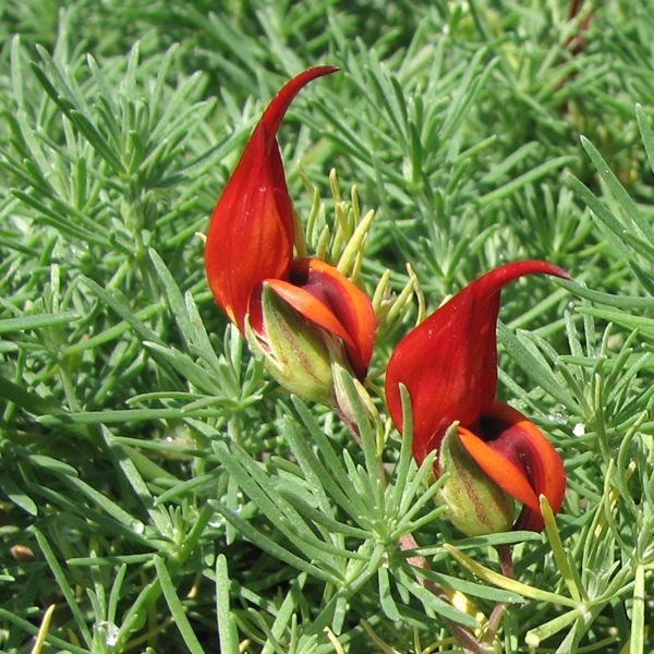 parrot beak succulent Parrot's Beak - Lotus berthelotii - 1 Plants