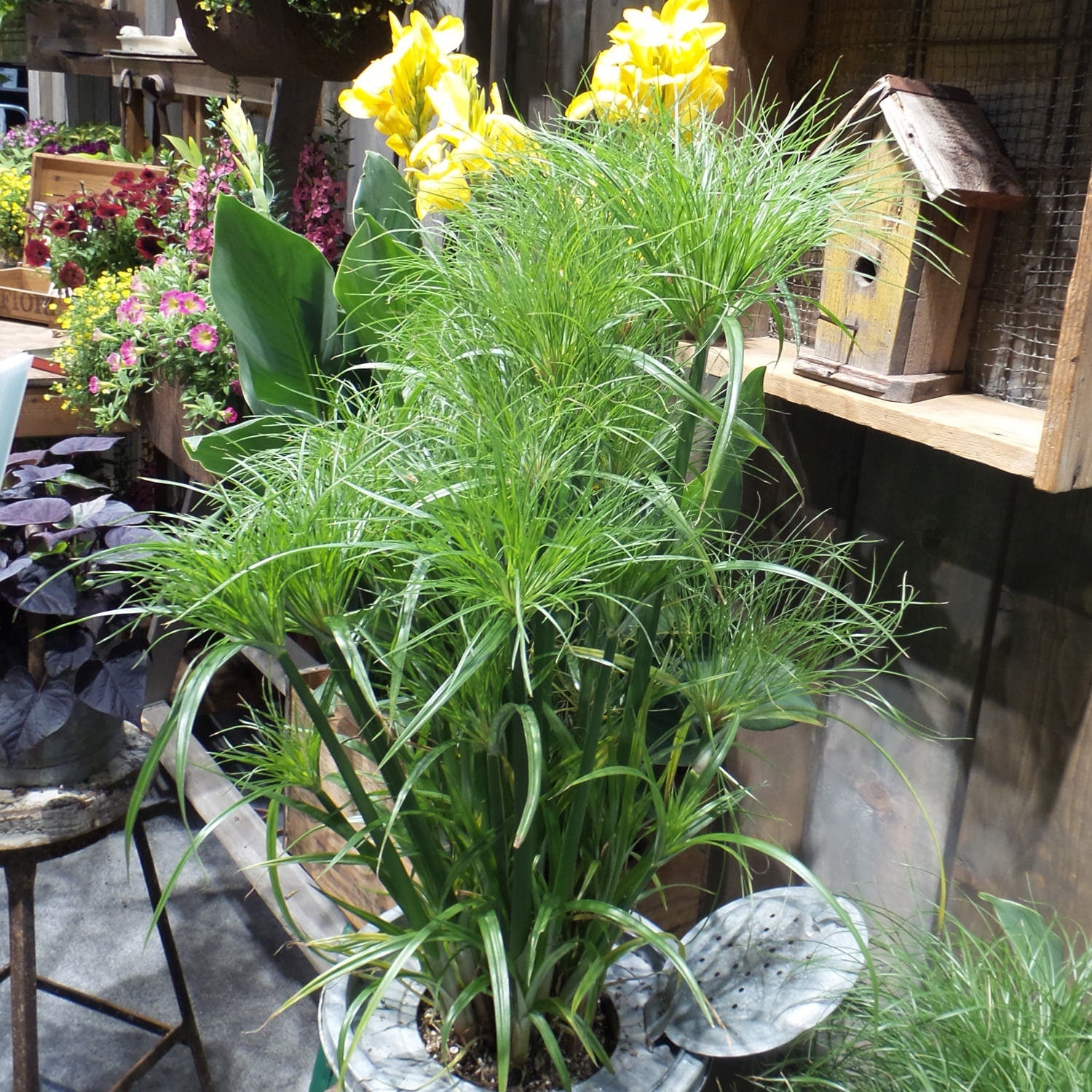 potted papyrus plant Prince Tut Papyrus - 1 Plants - 1 Feet Tall - 3 to 6 trunks