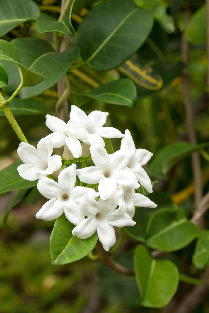 Madagascar Jasmine Stephanotis floribunda - 1 Plants  - 2 to 3  feet Long  - Ship in 3 gal Pot