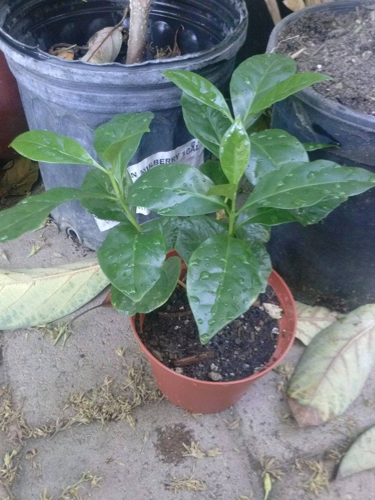 Coffee Bean Plant - Coffea Arabica - 2 to 3 plants in 3" Pot
