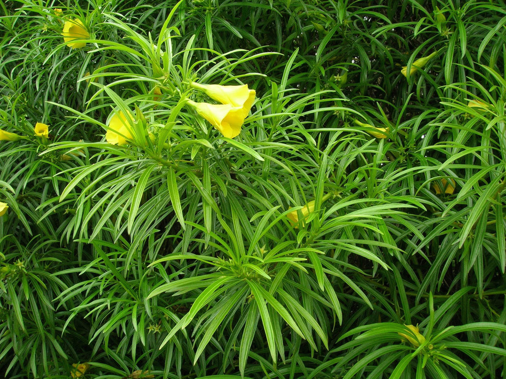 Yellow Oleander - Thevetia Neriifolia  - 2 Feet Tall - Ship in 3 Gal Pot