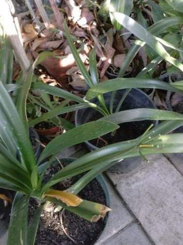 Yellow Fire Lily - 1 Plant - 6 or More Leaves - Ship in 6" Pot