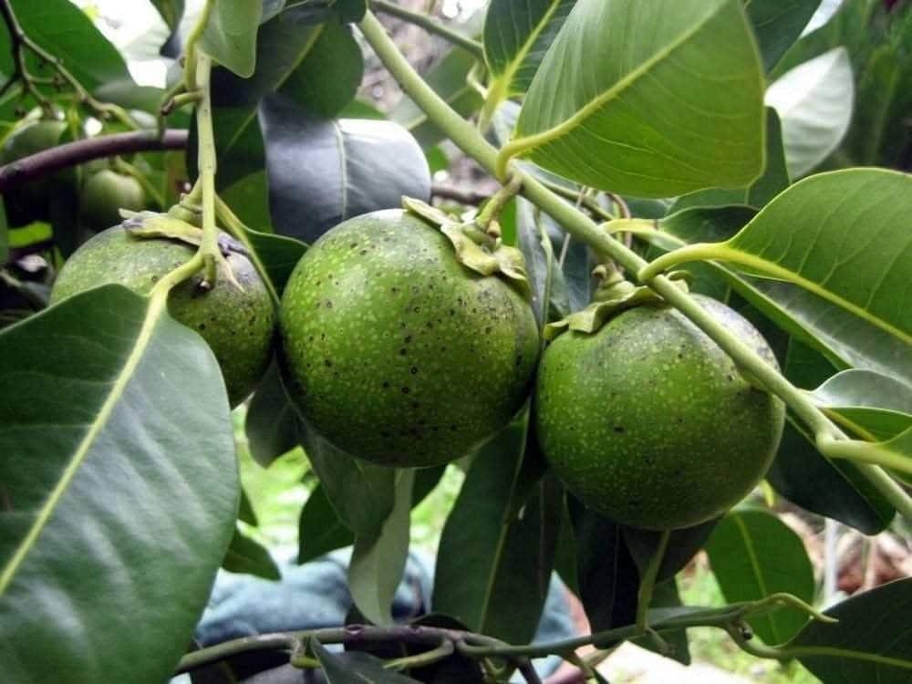 Black Sapote - 1 Plants - 2 to 3  Feet Tall - Ship in 3 Gal Pot