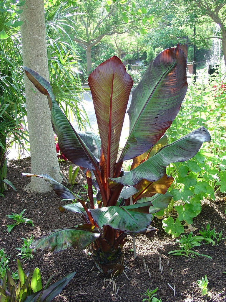 Red Leaf Banana - Ensete ventricosum 'Maurelii' - 1 Plants  - 1 to 2  feet Tall  - Ship in 6" Pot