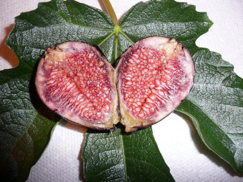 Fig 'Violeta de Bordeaux'  - 1 Plants - 2 to 3  Feet Fall -  Ship in 3 Gal Pot