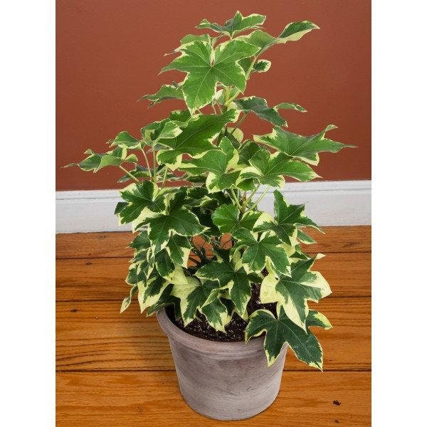 Ivy Variegated Tree Ivy (X Fatshedera lizei variegata) - 1  Plant - 1  Feet Tall - Ship in 6" Pot