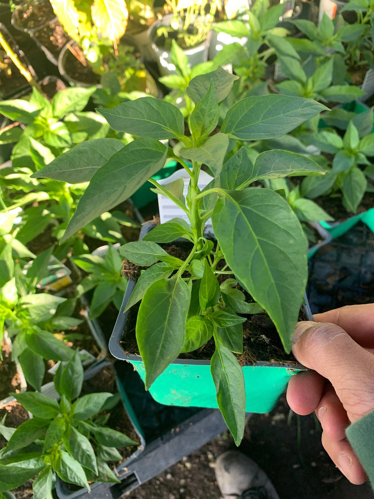 Serrano pepper 1 live plant 3” pot