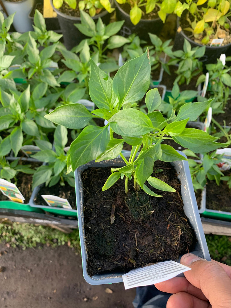 Serrano pepper 1 live plant 3” pot