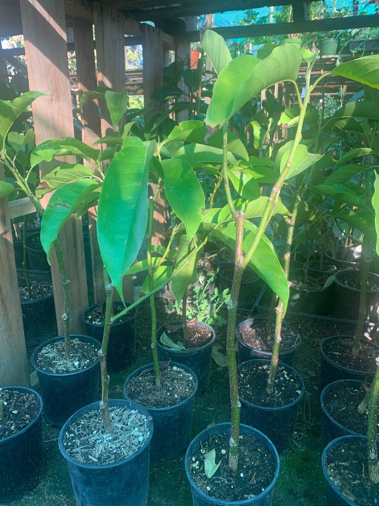 White champaca live plant 1 to 2 feet  ship in 6" pot