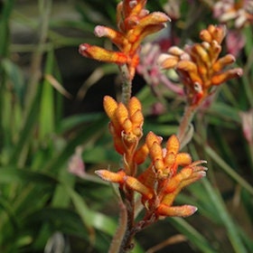 Anigozanthos kanga orange live plant 6” pot