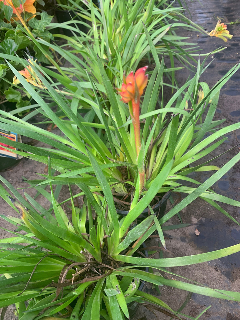 Anigozanthos kanga orange live plant 6” pot