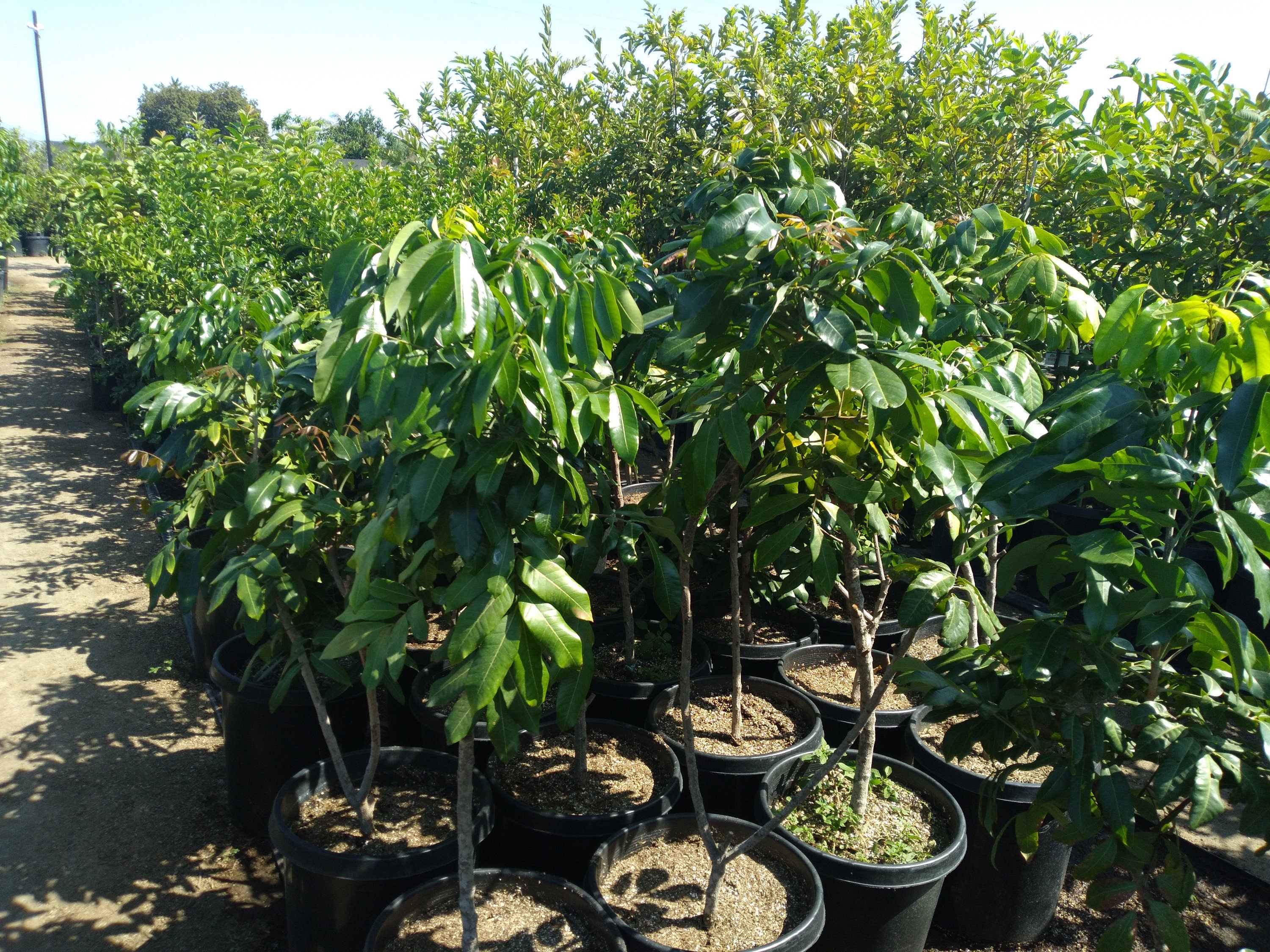 longan tree live plant in a 10 inch growers pot Longan Air Layered Tree - 1 Plant - Bigger Trunk - 3 to 4 Feet Tall
