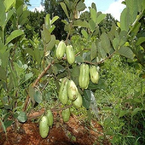 Ổi Không Hạt Thái Lan - Thai Seedless Guava - 1 to 2  Feet Tall - Ship in 3Gal