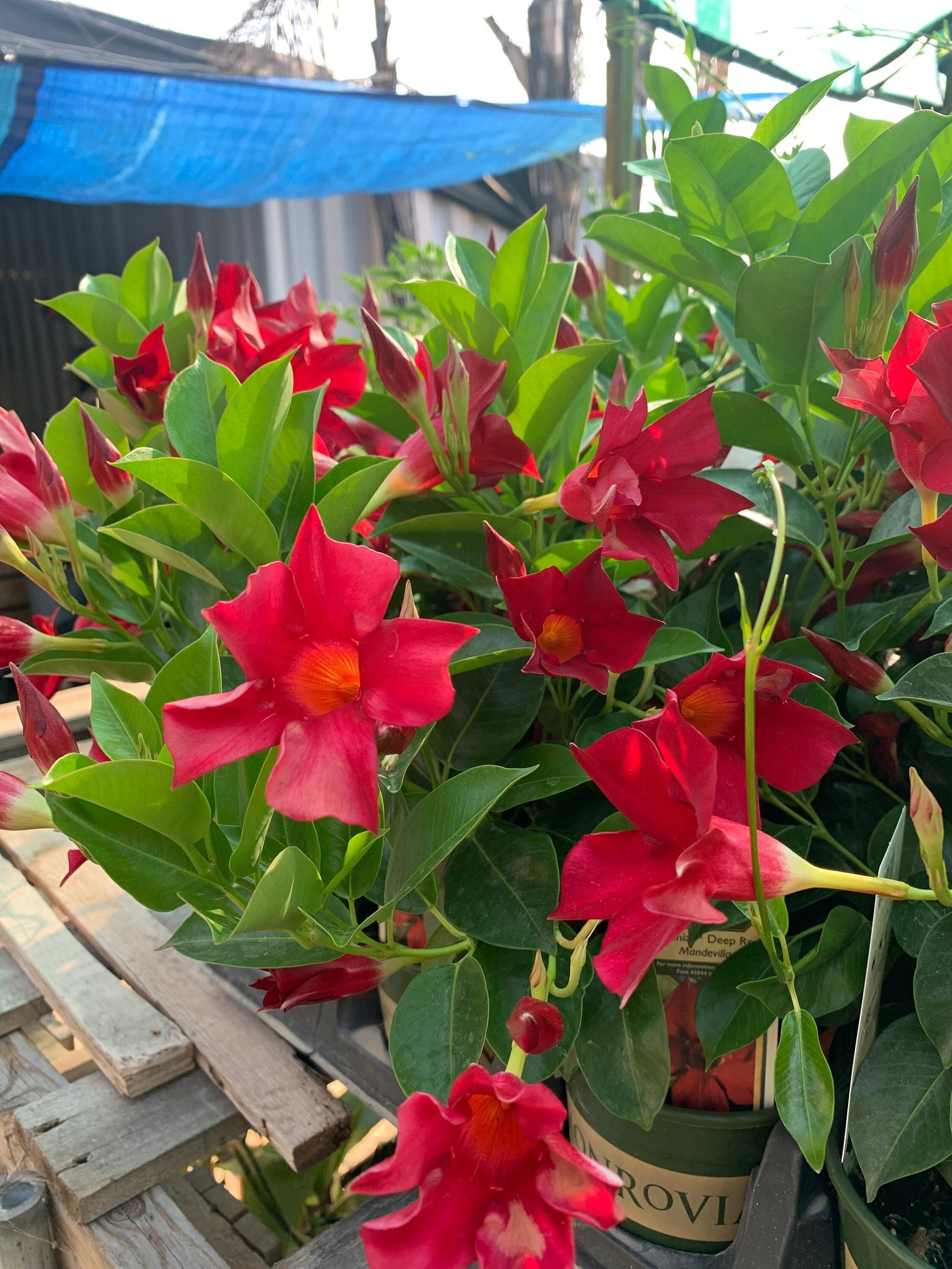 mandevilla plant pot size Red mandevilla 1 live plant 4” pot – Mimosa Nursery