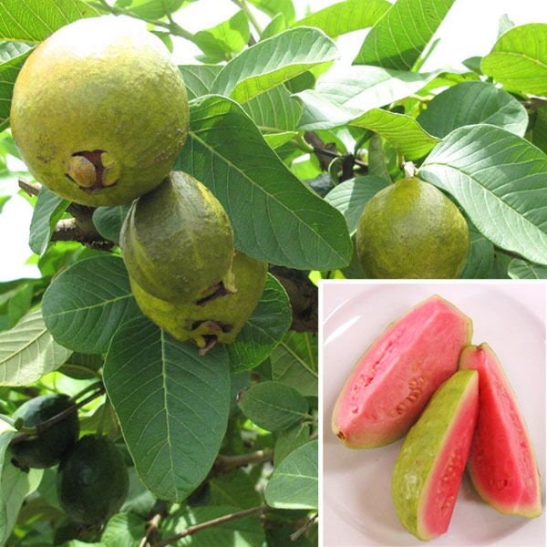 Guava ‘Ruby Supreme’ - 2 to 3   Feet Tall   - Ship in 3 Gal Pot