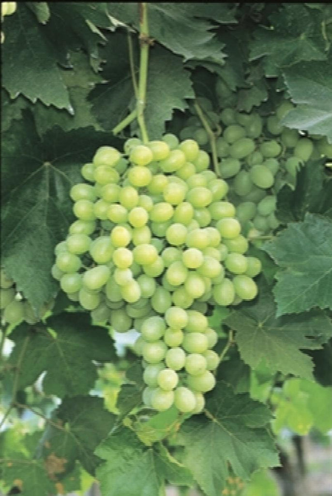Thompson Seedless Grape -  1 Plants - 1 Feet Fall -  Ship in 6" Pot