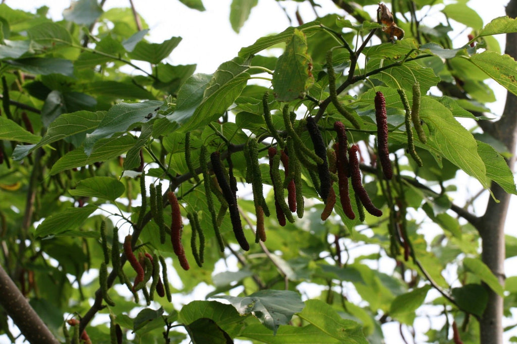 Pakistan Mulberry Fruit Trees -4 to 5 Feet Tall - Bigger Trunk -  Ship in 3 Gal Pot