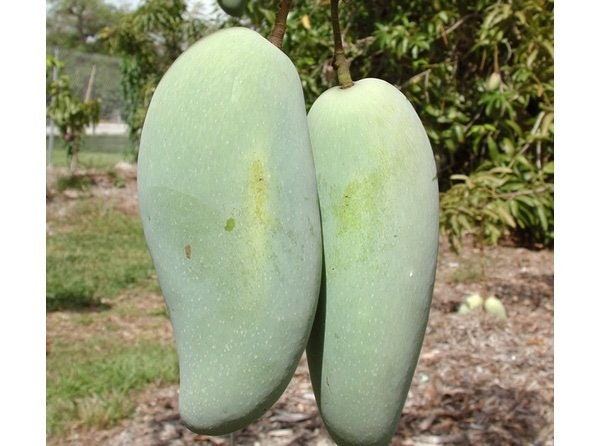 BRAHM KAI MEU Mango - Thai green sweet mango grafted tree   - 2  Feet Tall -  Ship in 3 Gal Pot