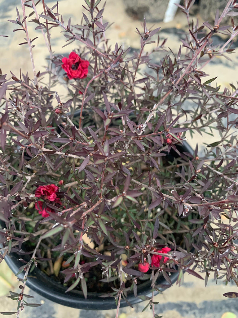 Leptospermum ‘ruby glow’ ship in 6" pot