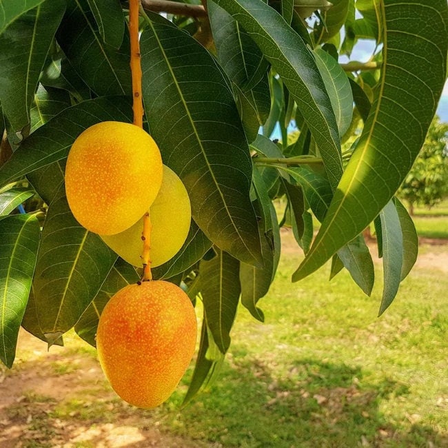 bonsai mango tree Carrier Mango Tree - 1 Plant - 1 to 2 feet tall -Grafted