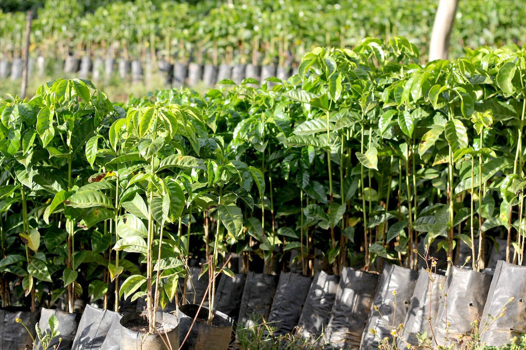 Arabica Coffee Plant - 1 Plants - 1 to 2  Feet Tall - Ship in 6" Pot